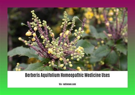 burberry homeopathic medicine|berberis aquifolium homeopathic medicine.